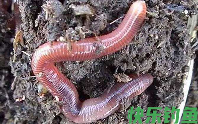 钓大板鲫用什么饵料好？