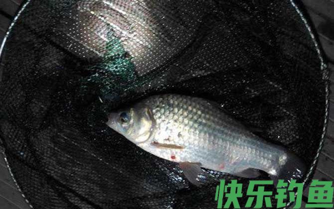 冬天晚上钓鱼用什么饵料好？