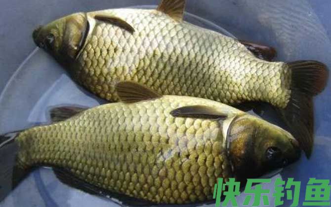 冬季钓鲫鱼窝料配方大全