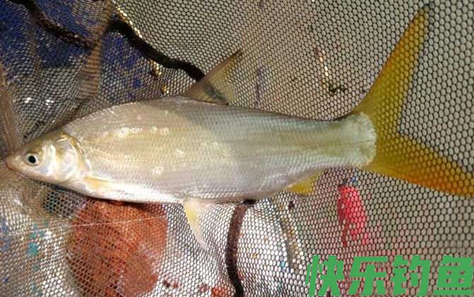 钓黄尾鱼技巧及饵料配方