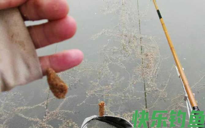 新手钓鱼饵料见水就没了怎么回事？