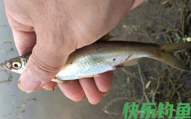 七星钩钓白条用什么饵料？