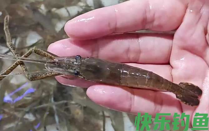 什么东西最吸引河虾？