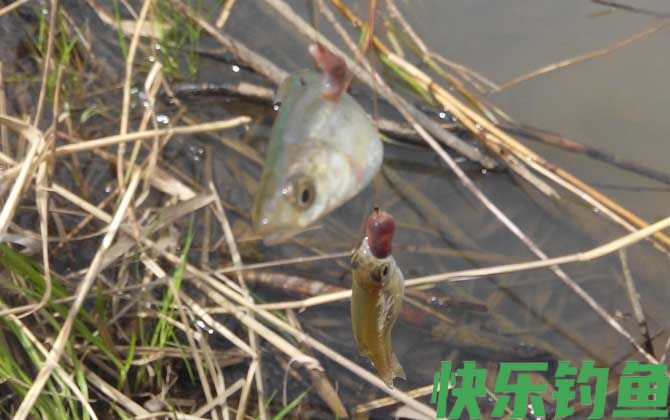 钓白条鱼用什么饵料打窝？