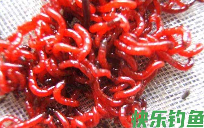 红虫价格多少钱一斤？