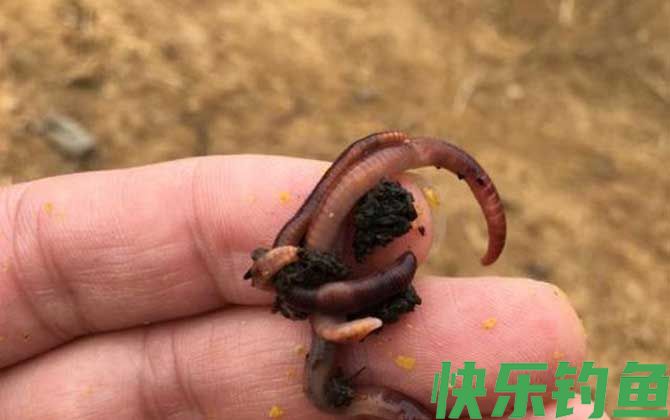 冬天钓鱼不开口用什么饵料？