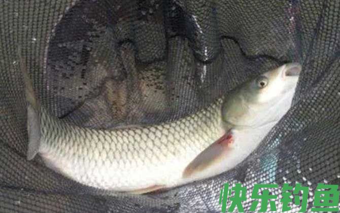 冬季钓草鱼用什么鱼饵最好？