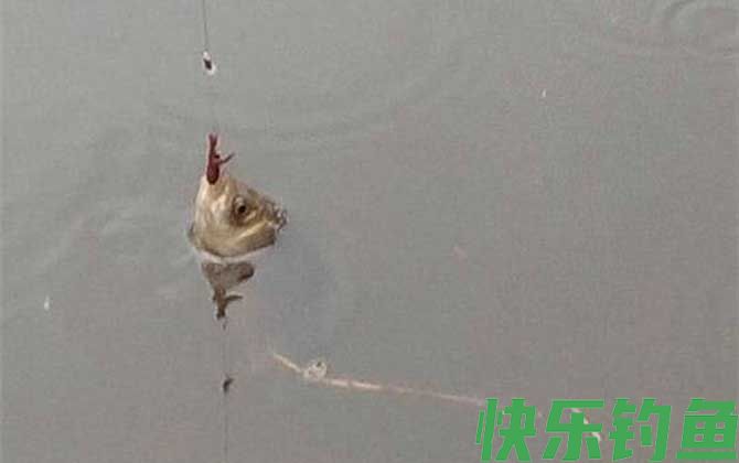 野钓用蚯蚓能钓到大鱼吗？