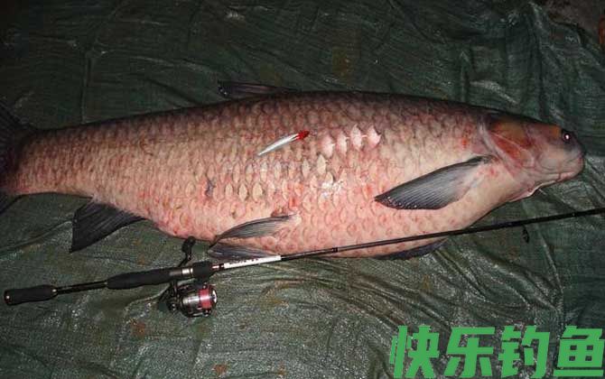 钓青鱼正确挂螺蛳方法