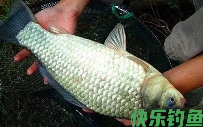 秋天野钓鲫鱼技巧及注意事项