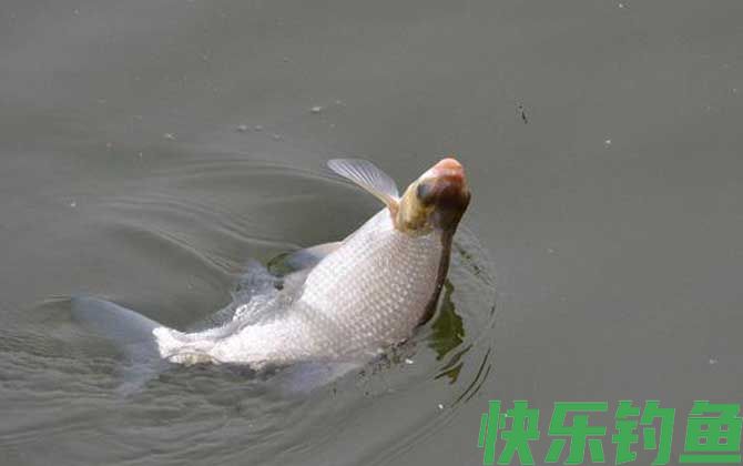 遛鱼的方法和技巧