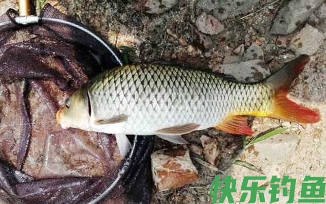 初夏钓鱼实用技巧大全