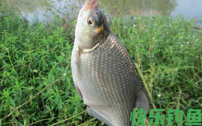 钓鳊鱼的最佳时间