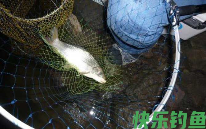 野钓鲮鱼怎么调漂最实用？