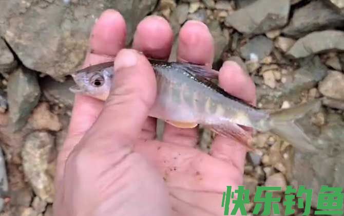 手竿钓马口鱼怎么调漂？