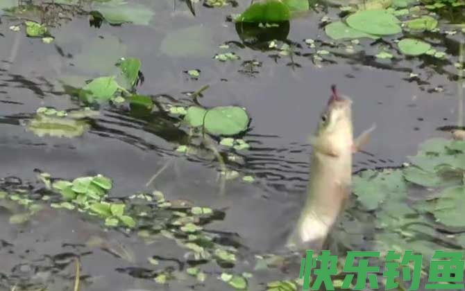 初秋钓鱼什么风向好？