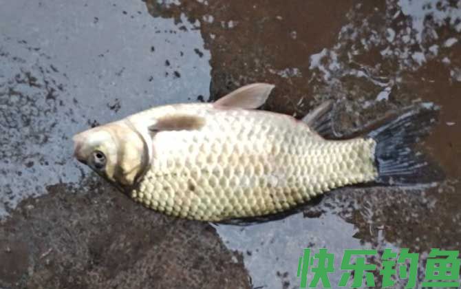 初春季节钓鲫鱼怎么钓？