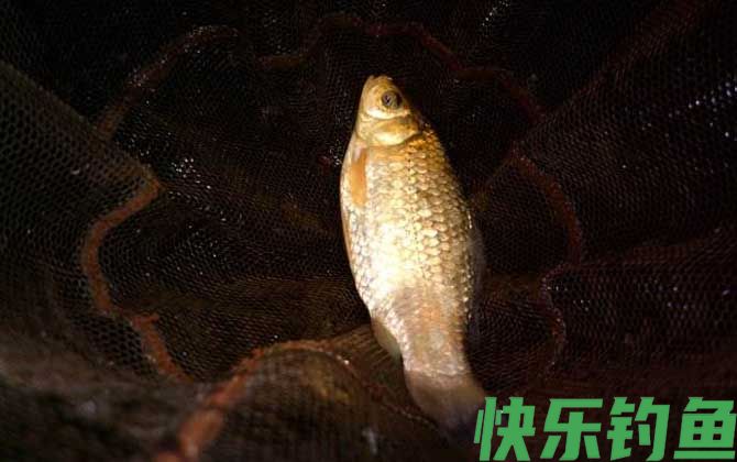 夜钓实用技巧大全