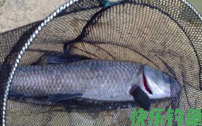 钓大青鱼的特效饵及钓法