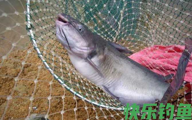 钓鲶鱼打窝技巧及钓法