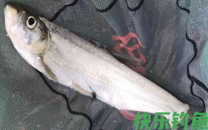 滑漂钓翘嘴鱼的最佳水深