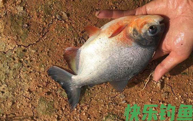 淡水白鲳是钓底还是钓浮？