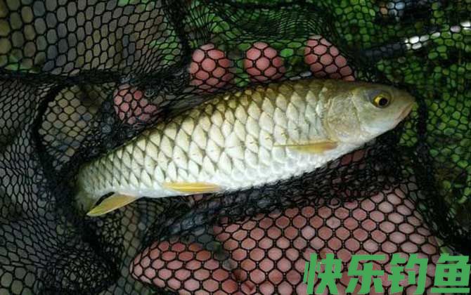 军鱼晚上路亚能钓到吗？