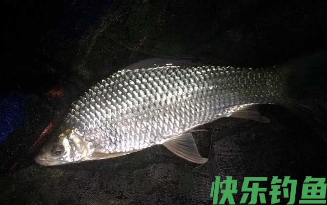 大雨过后夜钓好钓吗？