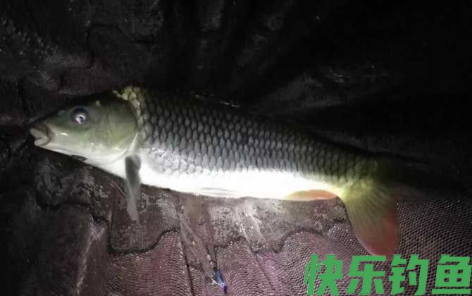 晚上钓鱼没口是什么原因？