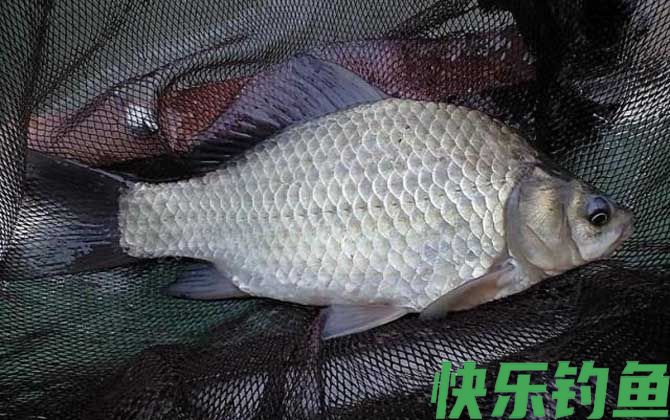 雨后多久钓鱼最佳？