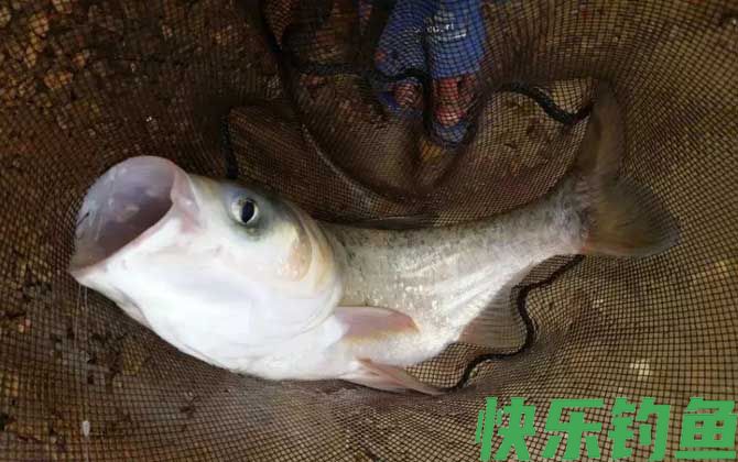 大肚漂钓鲢鳙漂相及调漂方法