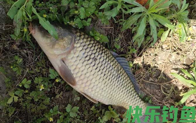 野钓一连几天没口怎么回事？