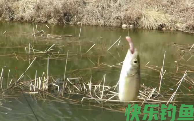 春季钓鱼钓顺风还是顶风？