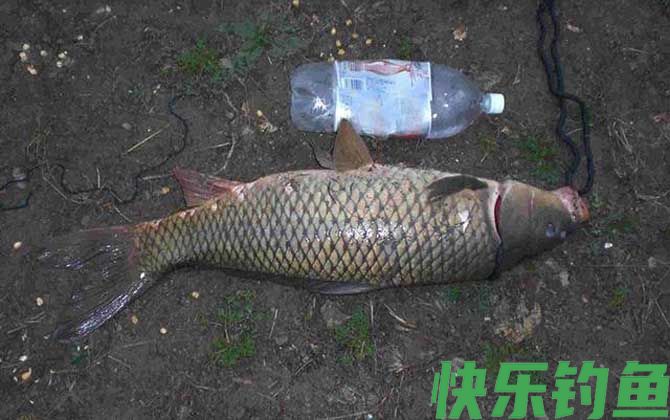 钓草鱼一般离底多高合适？