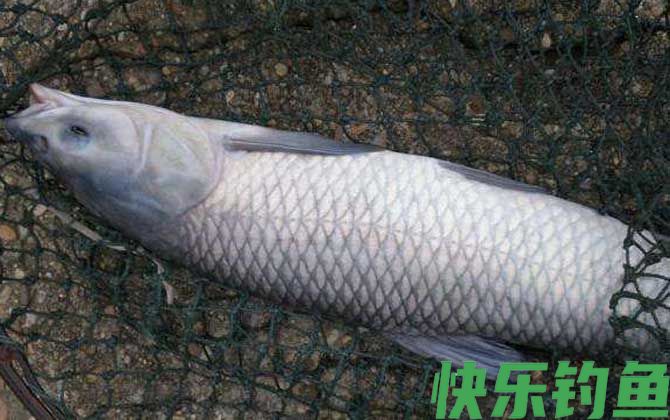 钓青鱼的最佳时间