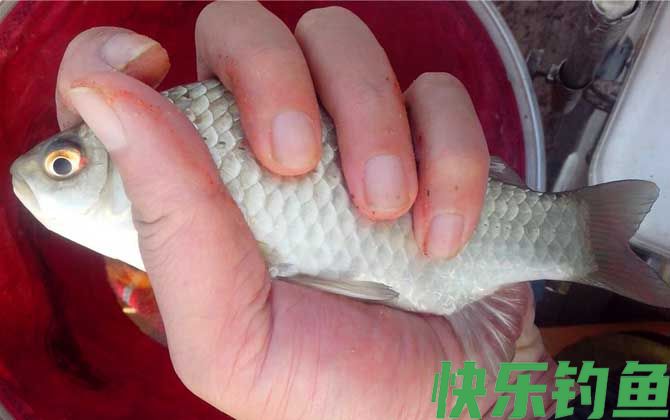 钓鲫鱼什么时候最好钓？