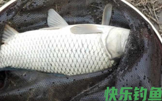 夏季钓鲤鱼技巧大全