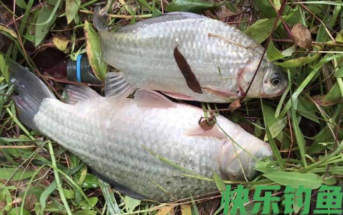 夏天钓鲫鱼钓几米最好？