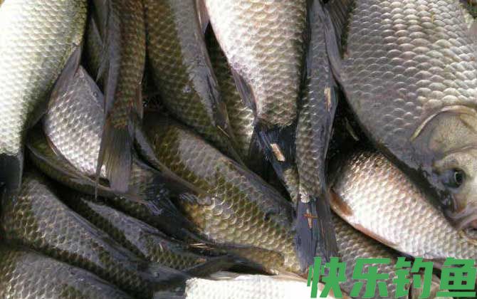 秋天钓鲫鱼多少水深合适？