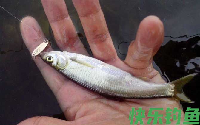 亮片钓白条的技巧和方法
