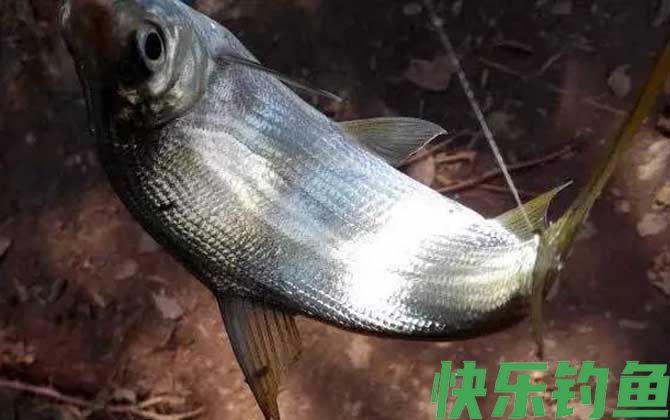 夜钓黄尾鱼钓远还是钓近？