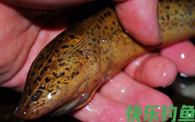 几月份可以钓黄鳝？