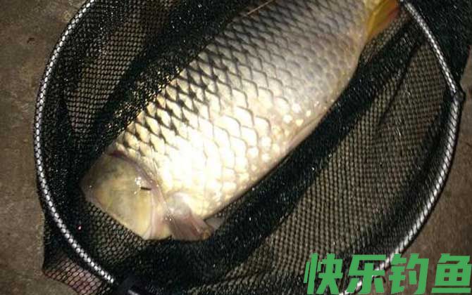 钓鲤鱼怎么调漂最好？