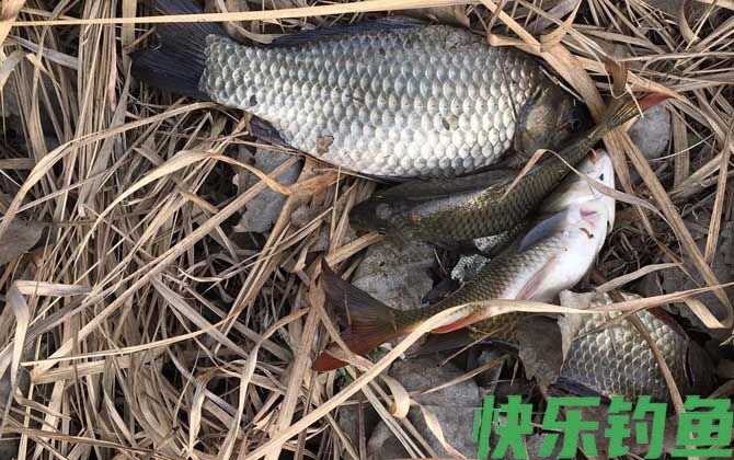 水库野钓鲫鱼如何打窝？