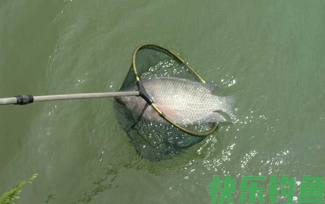 钓罗非鱼实用技巧大全