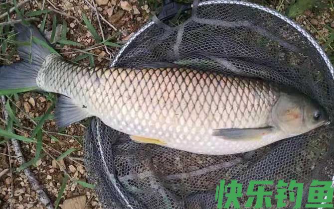 钓草鱼绝招及方法