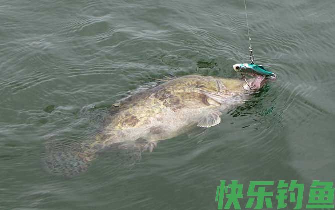 钓桂鱼的最佳时间