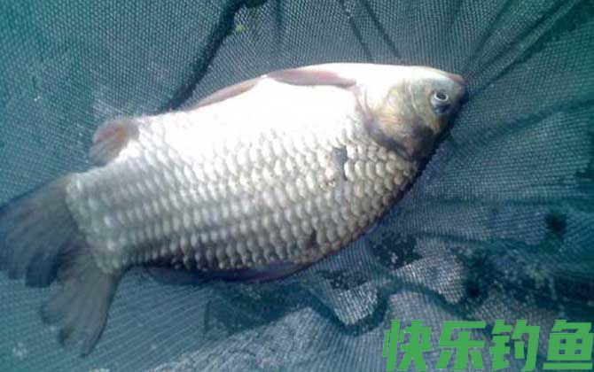 钓鲫鱼带钩调漂的正确方法