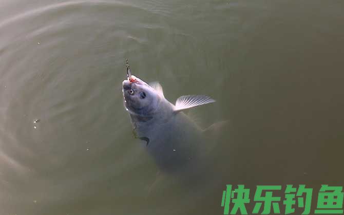 冬天野钓青鱼的最佳方法