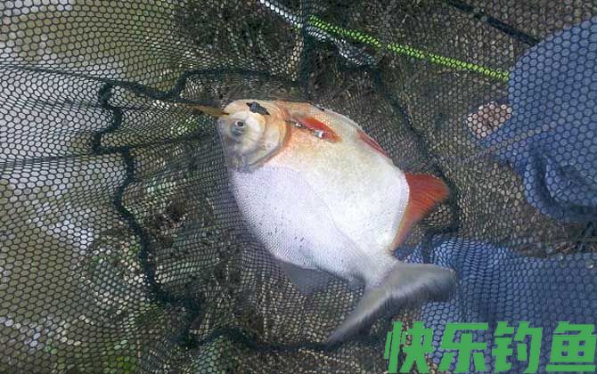 淡水白鲳怎么钓上鱼快？